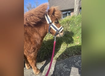 Shetland Ponies, Mare, 2 years, 7.1 hh, Chestnut-Red