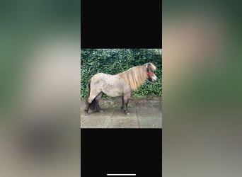Shetland Ponies, Mare, 2 years, 7.3 hh, Buckskin