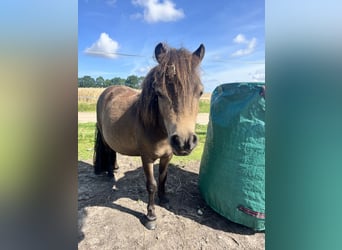 Shetland Ponies, Mare, 2 years, 7,1 hh, Brown