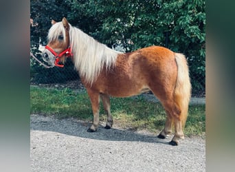 Shetland Ponies, Mare, 2 years, 8.3 hh, Chestnut-Red