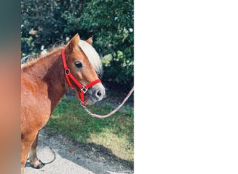 Shetland Ponies, Mare, 2 years, 8.3 hh, Chestnut-Red