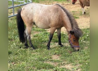 Shetland Ponies, Mare, 2 years, 8.3 hh
