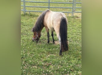 Shetland Ponies, Mare, 2 years, 8,3 hh