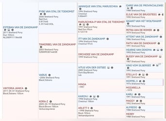 Shetland Ponies, Mare, 2 years, 9,2 hh, Brown