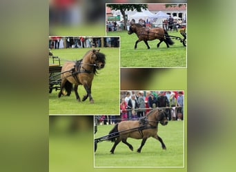 Shetland Ponies, Mare, 2 years, 9,2 hh, Brown