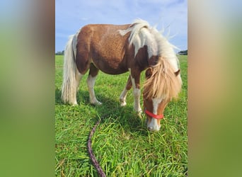 Shetland Ponies, Mare, 2 years, Pinto