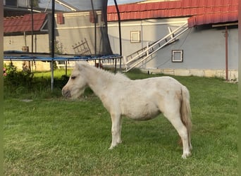 Shetland Ponies, Mare, 2 years, Pinto