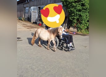 Shetland Ponies, Mare, 3 years, 10 hh, Dun