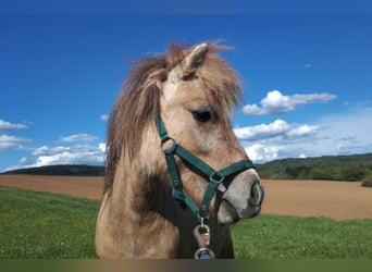 Shetland Ponies, Mare, 3 years, 10 hh, Dun