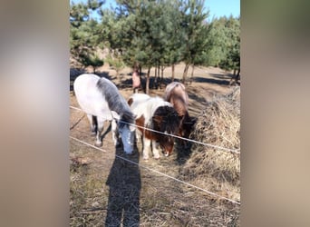 Shetland Ponies Mix, Mare, 3 years, 10,1 hh, Pinto