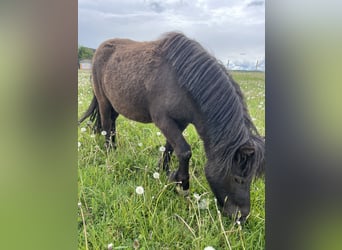 Shetland Ponies, Mare, 3 years, 9.2 hh, Black