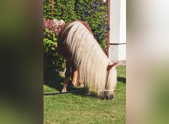 Shetland Ponies, Mare, 3 years, 9 hh, Chestnut-Red