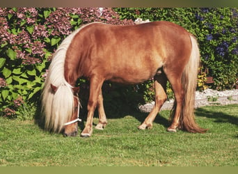 Shetland Ponies, Mare, 3 years, 9 hh, Chestnut-Red