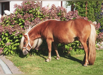 Shetland Ponies, Mare, 3 years, 9 hh, Chestnut-Red