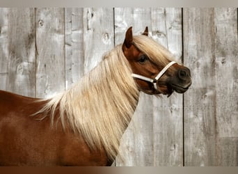 Shetland Ponies, Mare, 3 years, 9 hh, Chestnut-Red