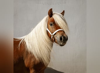 Shetland Ponies, Mare, 3 years, 9 hh, Chestnut-Red