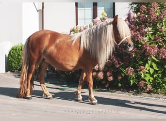 Shetland Ponies, Mare, 3 years, 9 hh, Chestnut-Red