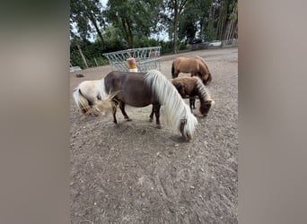 Shetland Ponies, Mare, 3 years, 9 hh, Chestnut-Red
