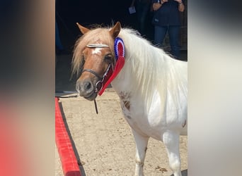 Shetland Ponies, Mare, 3 years, 9,1 hh, Pinto