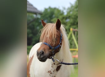 Shetland Ponies, Mare, 3 years, 9,1 hh, Pinto