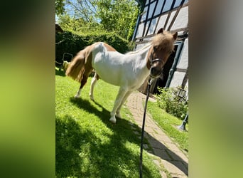 Shetland Ponies, Mare, 3 years, 9,1 hh, Pinto