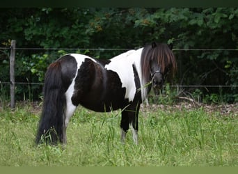 Shetland Ponies, Mare, 3 years, 9,2 hh, Tobiano-all-colors
