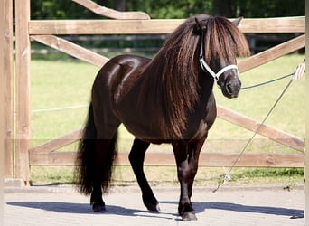 Shetland Ponies, Mare, 4 years, 10.1 hh, Black