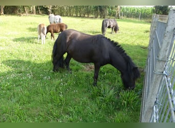 Shetland Ponies, Mare, 4 years, 10.1 hh, Black Shetland Ponies, Mare, 4 years, 10.1 hh, Black