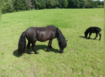 Shetland Ponies, Mare, 4 years, 10.1 hh, Black Shetland Ponies, Mare, 4 years, 10.1 hh, Black