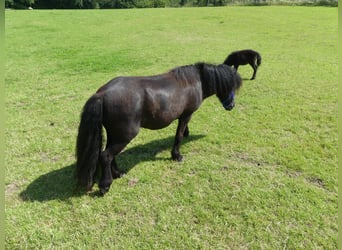 Shetland Ponies, Mare, 4 years, 10.1 hh, Black Shetland Ponies, Mare, 4 years, 10.1 hh, Black