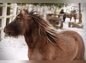 Shetland Ponies, Mare, 4 years, 10.1 hh, Dun