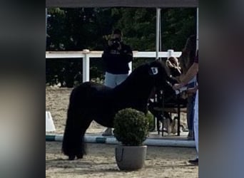 Shetland Ponies, Mare, 4 years, 10 hh, Black