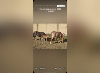 Shetland Ponies, Mare, 4 years, 12.1 hh, Roan-Red