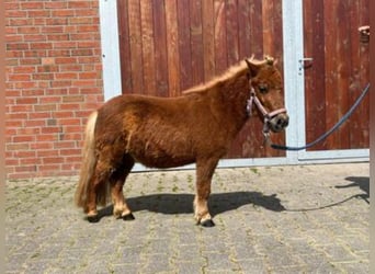 Shetland Ponies, Mare, 4 years, 7.2 hh