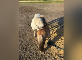 Shetland Ponies, Mare, 4 years, 8,3 hh, Chestnut-Red
