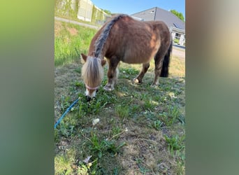Shetland Ponies, Mare, 4 years, 8,3 hh, Chestnut-Red