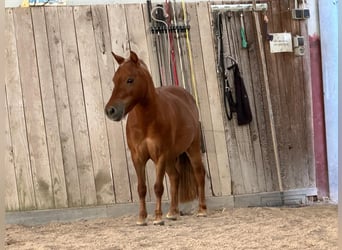 Shetland Ponies, Mare, 4 years, 8,3 hh, Chestnut-Red