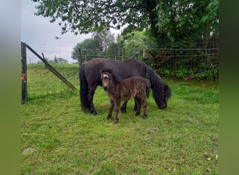 Shetland Ponies, Mare, 4 years, 9.1 hh, Black