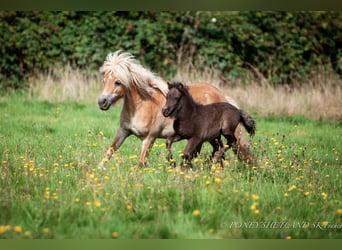 Shetland Ponies, Mare, 4 years, 9.1 hh, Chestnut-Red