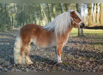 Shetland Ponies, Mare, 4 years, 9.1 hh, Chestnut-Red