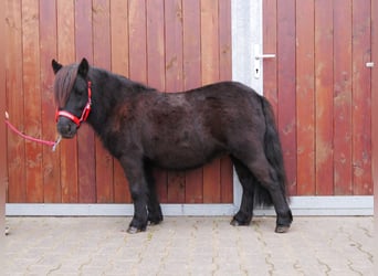 Shetland Ponies, Mare, 4 years, 9,1 hh