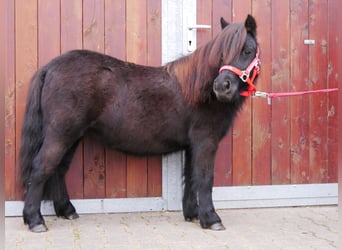 Shetland Ponies, Mare, 4 years, 9,1 hh