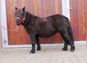 Shetland Ponies, Mare, 4 years, 9,1 hh