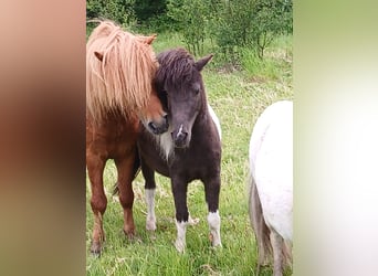 Shetland Ponies, Mare, 4 years, 9 hh, Pinto