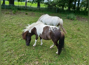 Shetland Ponies, Mare, 4 years, 9 hh, Pinto
