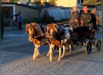 Shetland Ponies, Mare, 5 years, 10 hh, Pinto