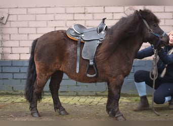 Shetland Ponies, Mare, 5 years, 10,1 hh, Black