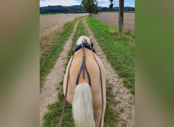Shetland Ponies, Mare, 5 years, 10,1 hh, Champagne