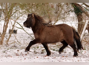 Shetland Ponies, Mare, 5 years, 10,1 hh, Dun
