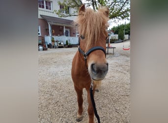 Shetland Ponies, Mare, 5 years, 7.3 hh, Chestnut-Red
